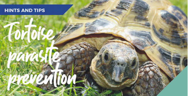 Tortoise