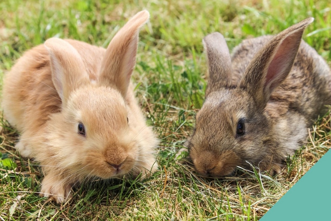 two rabbits