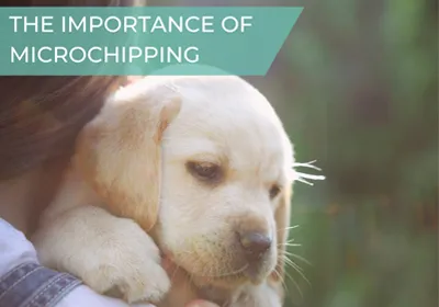 microchip