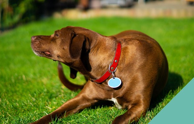 scratch-dog