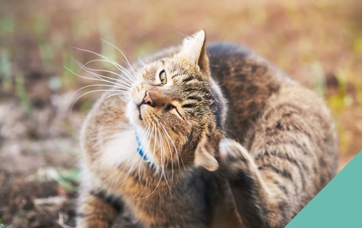 cat-ears