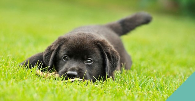 Dog-grass
