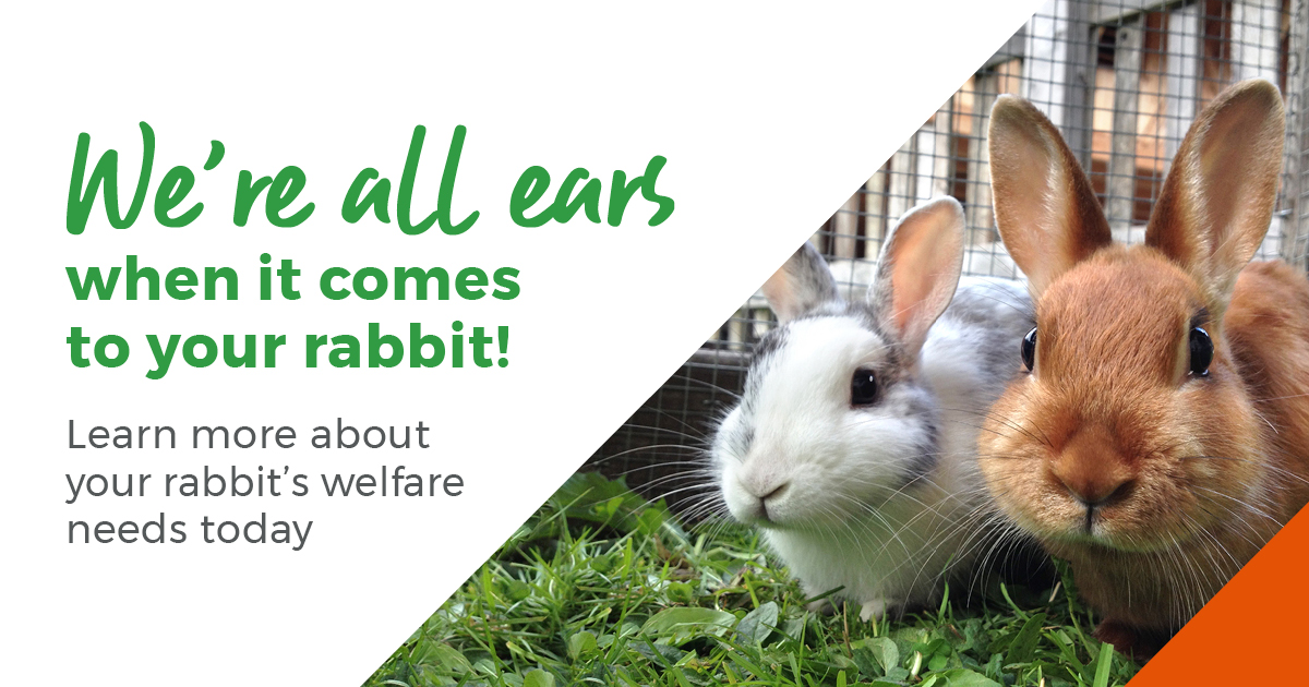 rabbits