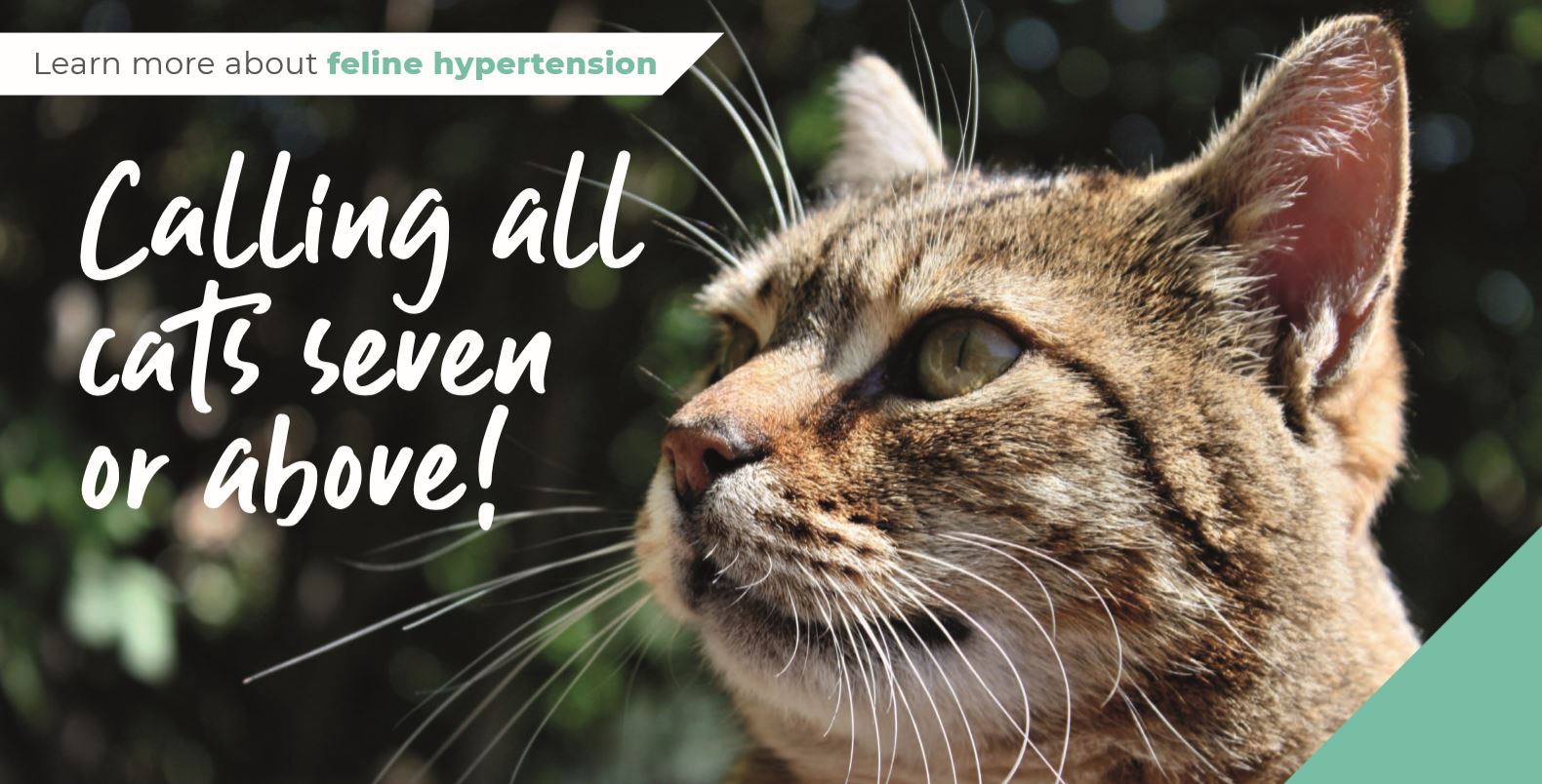 Feline-Hypertension