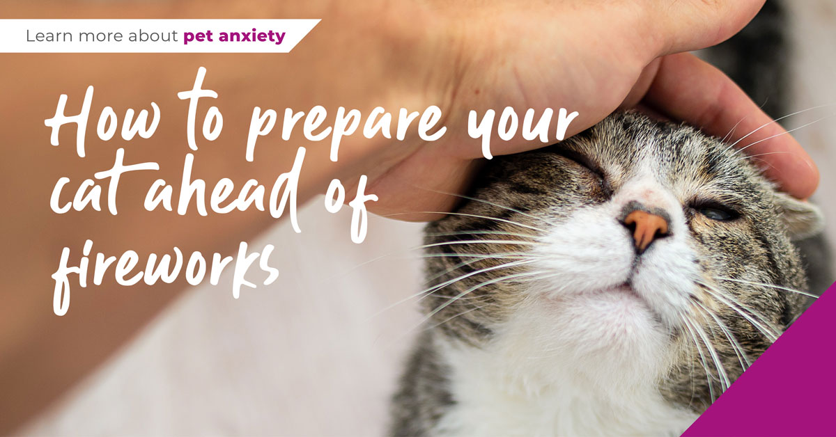 An infographic with a cat having his head petted