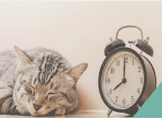 A cat sleeping next to an alarm clock