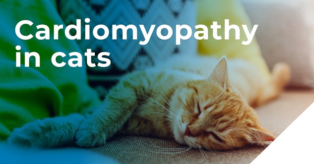 Cardiomyopathy