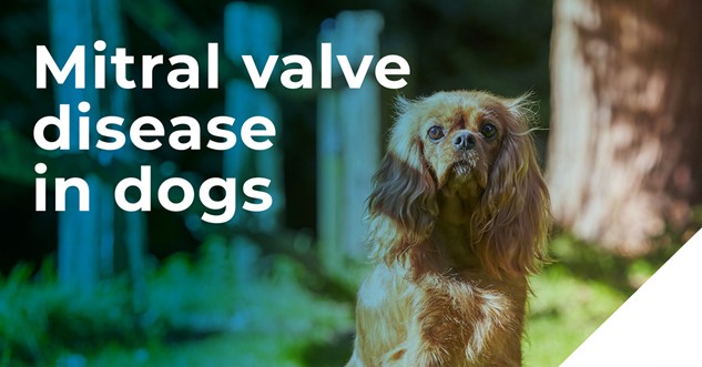 An infographic with a dog sat in a forest