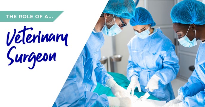 Vet-Surgeon
