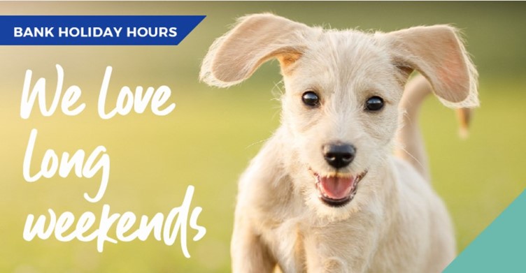 An infographic with a cute dog