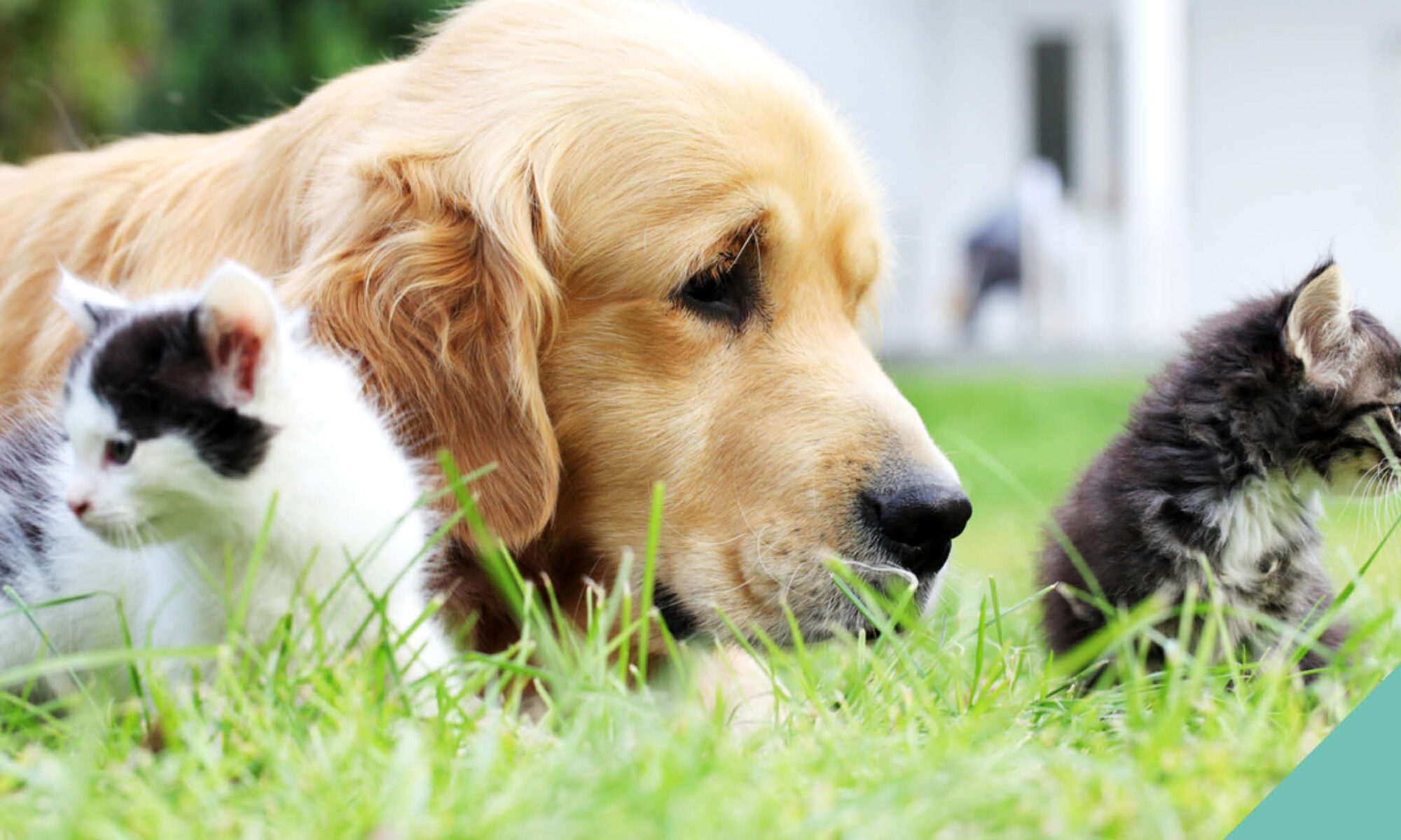 A dog and two kittens watching something on a field