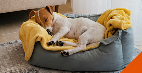 A dog lying in a bed with a blanket underneath