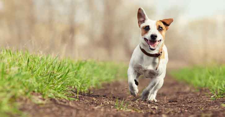 A dog running along a path