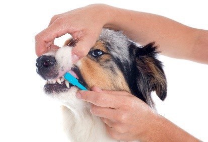 A grumpy dog having his teeth brushed