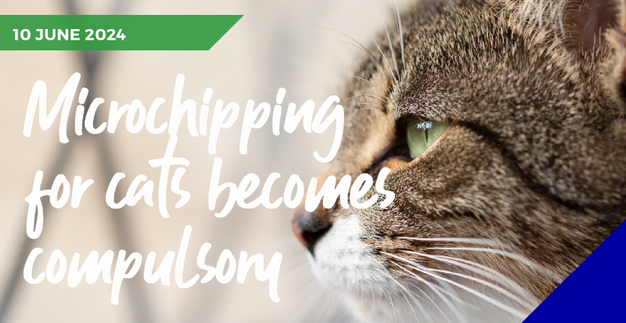 An infographic with a cat looking into the distance