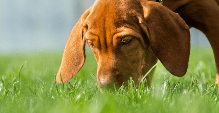 pet-allergies-blythwood-vets