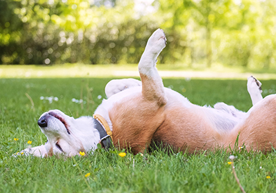 summer safety tips for pets at Blythwood Vets