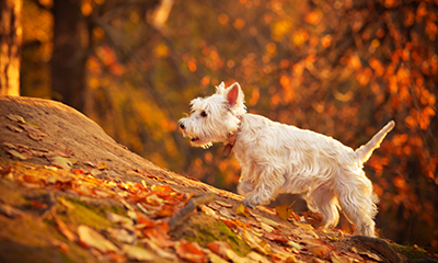 A dog walking in nature in autumn