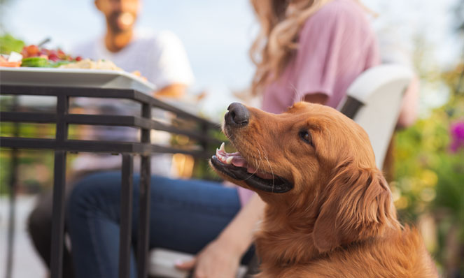 A dog sat on the ground looking up at some food