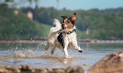 A dog running in shallow water