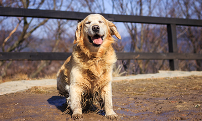 A dog standing on a path with a fence behind him