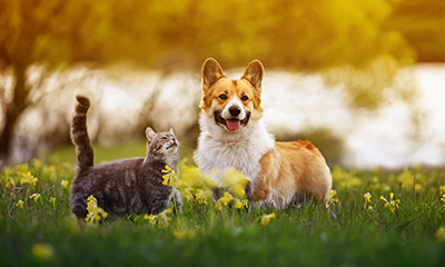 A dog and a cat standing on a field on a sunny day