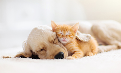 A dog and a kitten lying next to each other