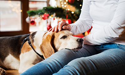 A dog resting his head on a person's lap
