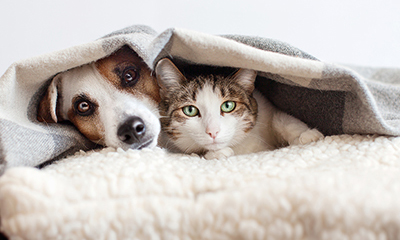 A dog and a cat lying cosily together in a blanket