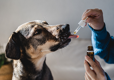 A dog being given medicine via pipette