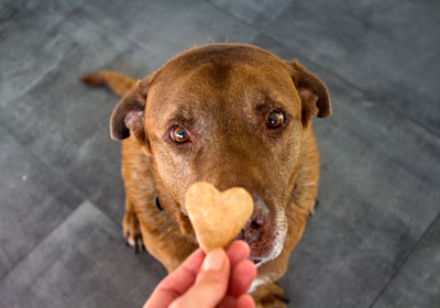 A dog waiting patiently for a heart shaped biscuit