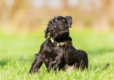 A black dog scratching itself on a field