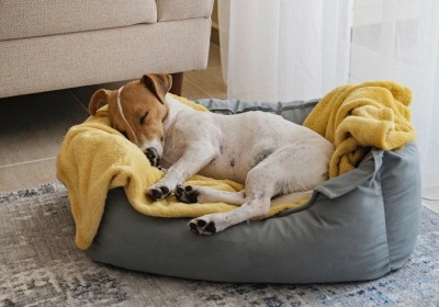An anxious dog lying in bed