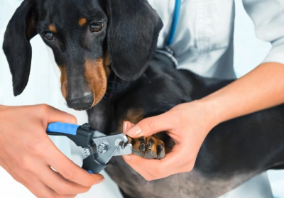 An owner clipping their dog's claws