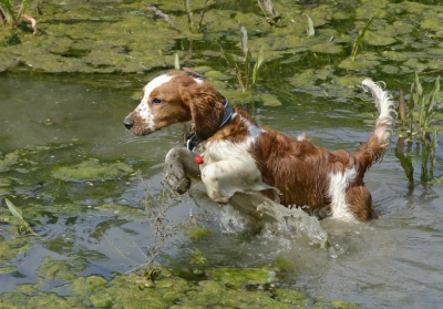 A dog playing in a pond
