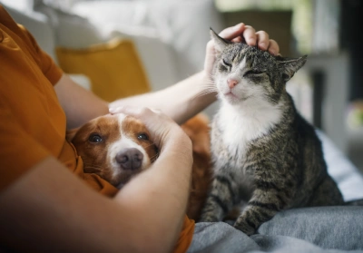 A cat and a dog sitting in an owner's lap