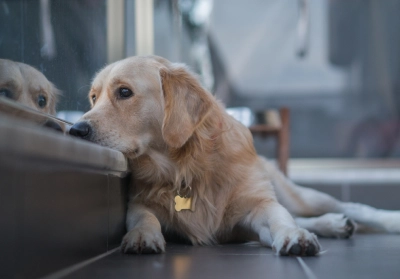 A stressed out dog lying down