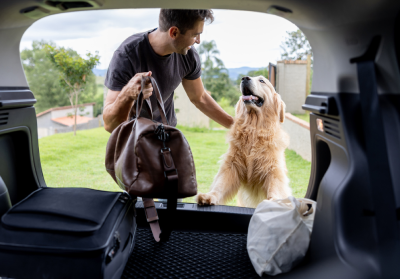 A dog getting into a car