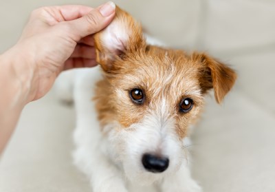 A dog having his ear inspected