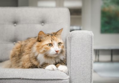 An anxious cat sitting on a sofa