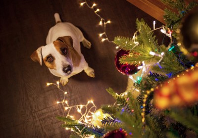 A dog standing underneath a christmas tree