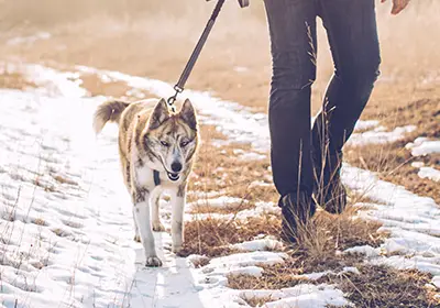 Dog out on a winter walk