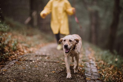 Senior Pets - An image of a mature dog out for a healthly walk