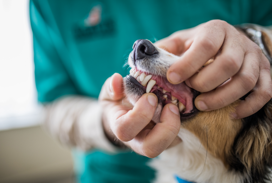 Puppy shop dental care