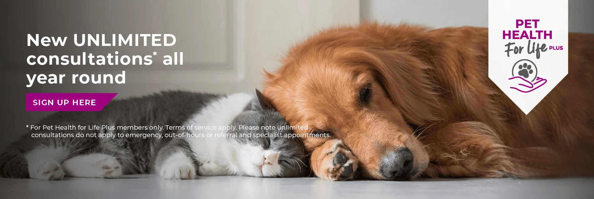 Vets in North London | Vets Near Me | Blythwood Vets
