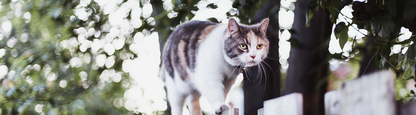 cat neutering 1366