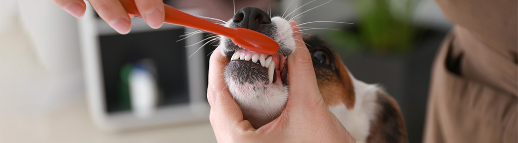 dog dentistry 1024