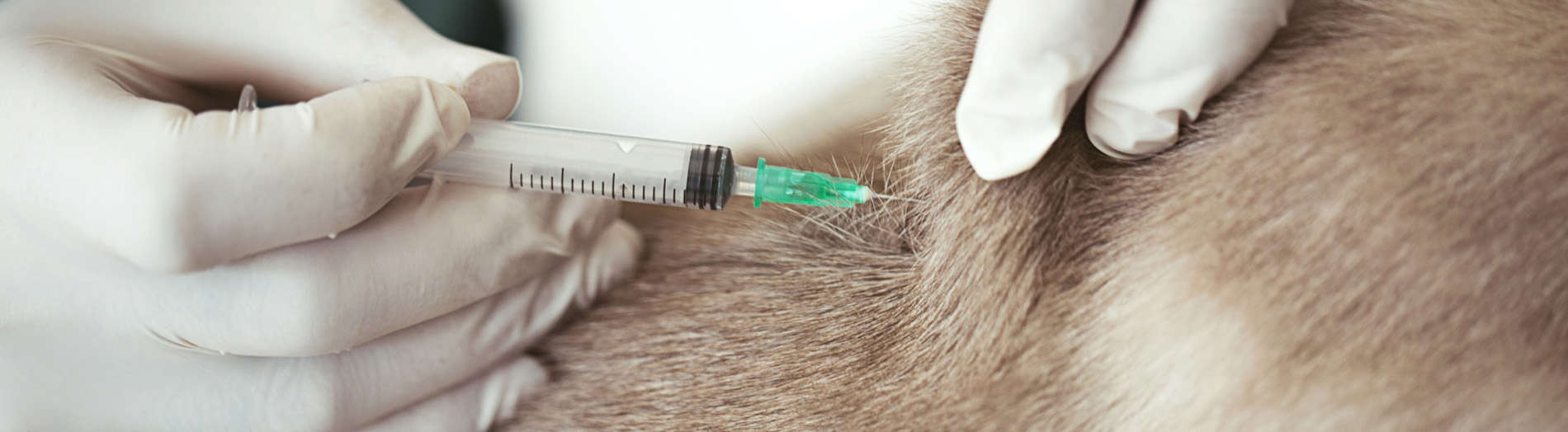 Dog Vaccinations | Blythwood Vets