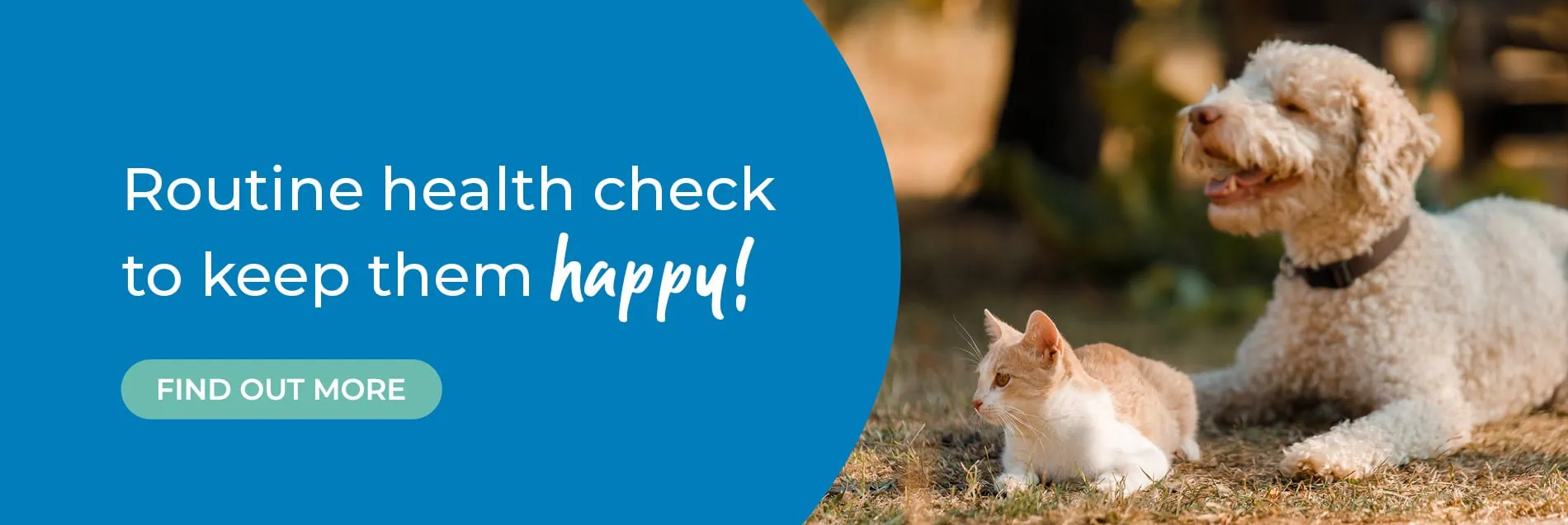 Vets in North London | Vets Near Me | Blythwood Vets