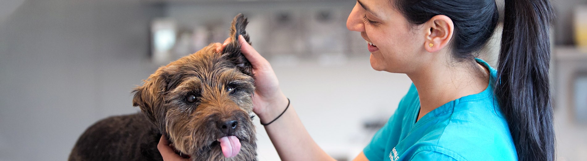 About Us | Experience, Expertise & Care | Blythwood Vets